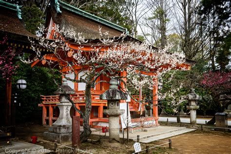 Plum blossoms at the Kitano Tenmangu Shrine - My Kyoto Machiya