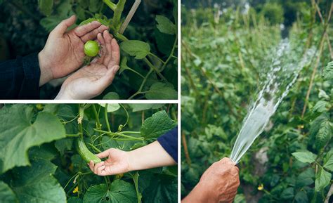 Sky Fortune Garden on Behance