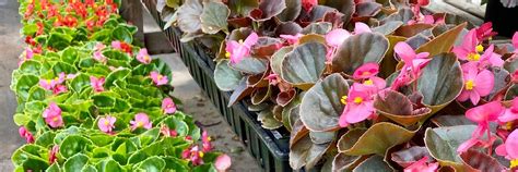 Fibrous Begonias • Cut And Dried Flower Farm