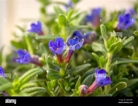 Lithodora Diffusa The Purple Gromwell Syn Lithospermum Diffusa Is A