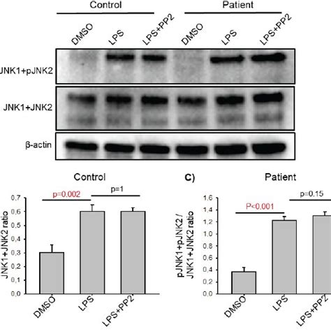 Inhibition Of SFKs Activity Did Not Affect LPS Induced Phosphorylation