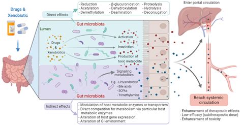 Pharmacomicrobiomics Influence Of Gut Microbiota On Drug And