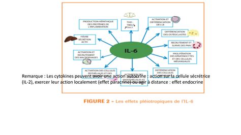 SOLUTION Les Cytokines Studypool