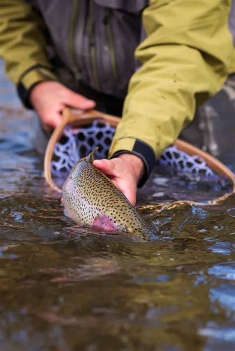 Fly Fishing For Rainbow Trout Tips And Tricks For Newcomers The