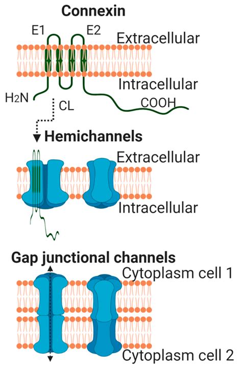 Organigramme Hierarchie Hot Sex Picture