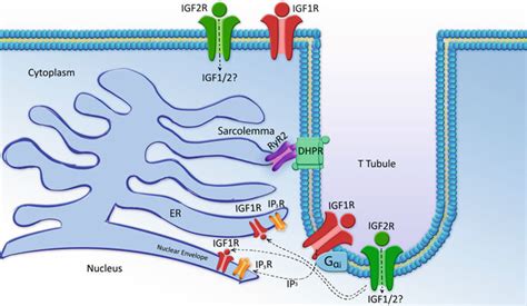 Cardiomyocyte Igf Receptor Localisation And Signalling Igf R And