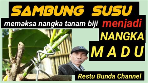 SAMBUNG SUSU Memaksa Nangka Tanam Biji Menjadi Nangka Madu YouTube