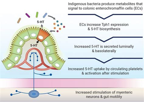 Serotonin – More than just a mood regulator https://www.microba.com ...