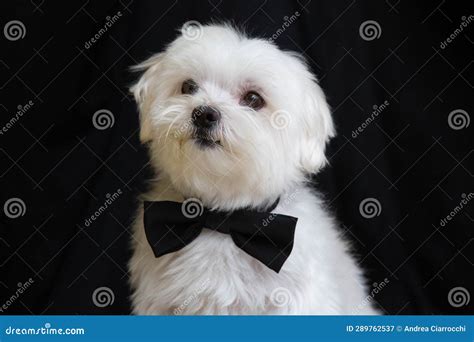 Maltese dog stock image. Image of studio, maltese, friend - 289762537