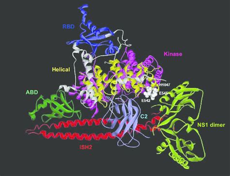 Hypothetical Model Of Binding Of Ns1 To P85 P110 Complex Leads To