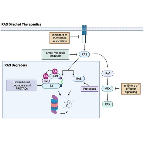 RAS Degraders The New Frontier For RAS Driven Cancers Molecular Therapy