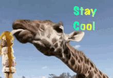 Stay Cool GIFs | Tenor