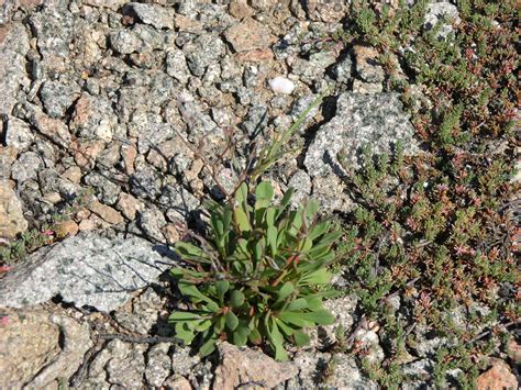 Limonium Strictissimum Salzm Arrigoni Portale Della Flora D Italia