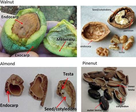 Macroscopic Structure Of The Walnut Almond And Pine Nut Shells