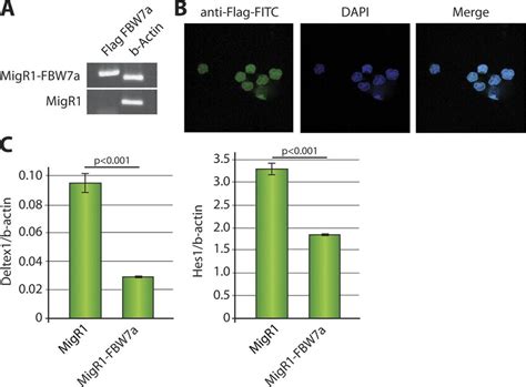 Restoration Of Fbw Expression In Cem Cells Fbw Mut Suppresses Notch