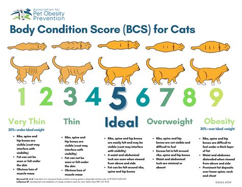 Body Condition Scoring Association For Pet Obesity Prevention