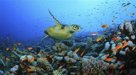 Onu Debate A Conserva O Da Biodiversidade Marinha