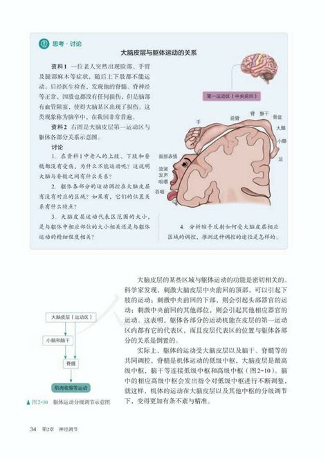 第4节 神经系统的分级调节2019年审定人教版高中生物选修1中学课本网