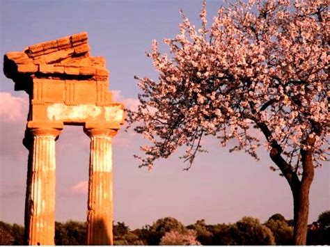 Torna Ad Agrigento La Sagra Del Mandorlo In Fiore Fra Storia