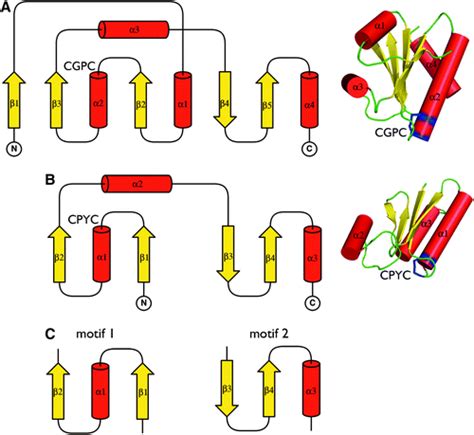 Structure Function And Mechanism Of Thioredoxin Proteins