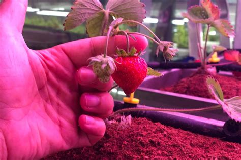 How To Grow Strawberry In Your Home Garden CityGreens Hydroponics