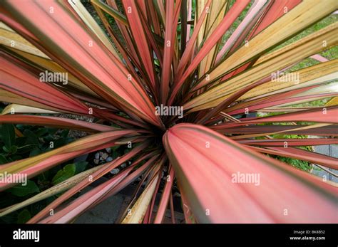 Phormium Jester New Zealand Flax Stock Photo Alamy