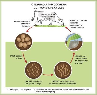 Cattle Parasitology Flashcards Quizlet