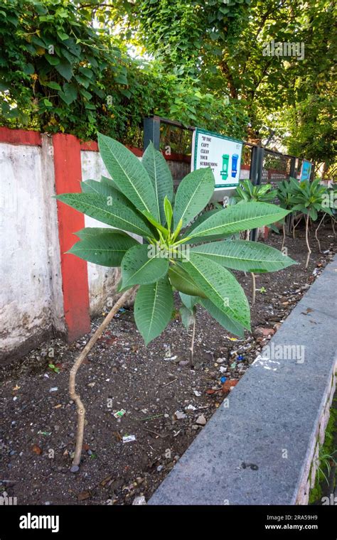 Champa tree scenery hi-res stock photography and images - Alamy