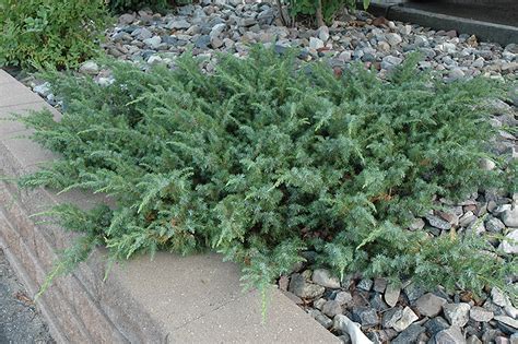 Blueberry Delight® Juniper Juniperus Communis Amidak In Inver Grove