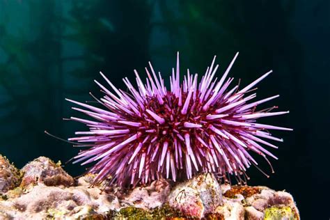 Purple Short Spine Pin Cushion Urchin – Mi Arrecife