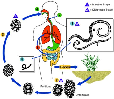 Ascaris Lumbricoides Life Cycle