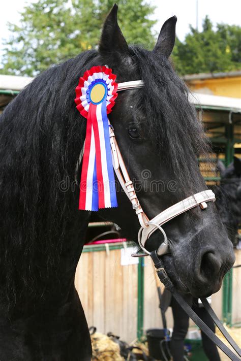 Award Winning Friesian Stallion during Celebration Stock Photo - Image ...