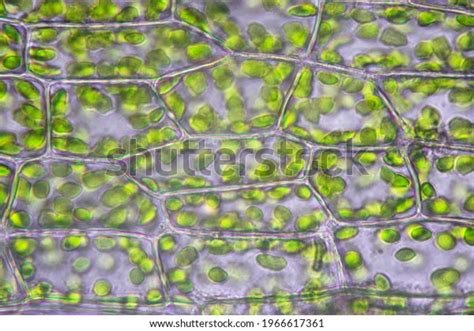 Plant Cell Chloroplast Microscope