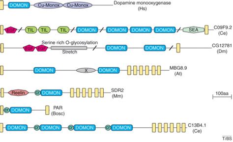 Domon An Ancient Extracellular Domain In Dopamine Monooxygenase And