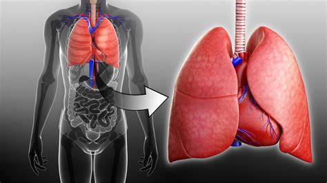 Respiratory And Circulatory Systems Working Together I Grade Q L