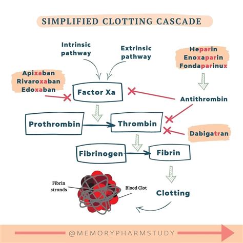 Simplified Clotting Cascade Medical School Motivation Medical School