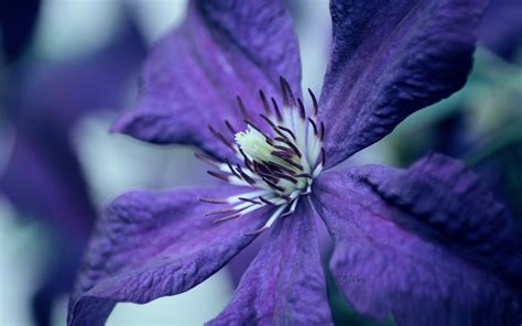 blue flower macro-Photography Wallpaper Preview | 10wallpaper.com