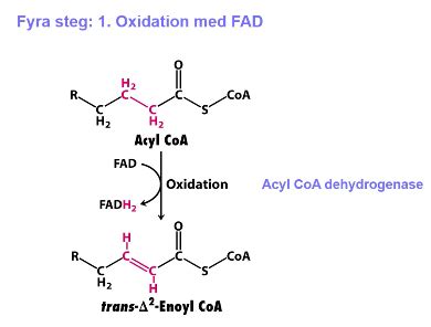 Beta-oxidation Flashcards | Quizlet