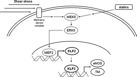 Endothelial Expression Of Transcription Factor Kruppel Like Factor 2