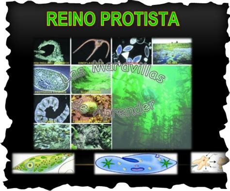 Sistema De Clasificacion De Los Seres Vivos El Reino Protista