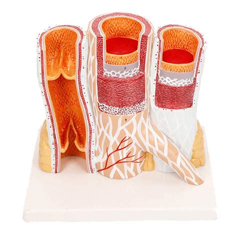 Buy Zamax Study Model Anatomical Models Of Arteries And Veins For