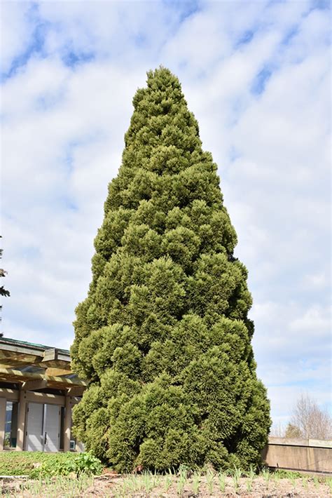 Japanese Cedar Cryptomeria Japonica In Issaquah Seattle Bellevue