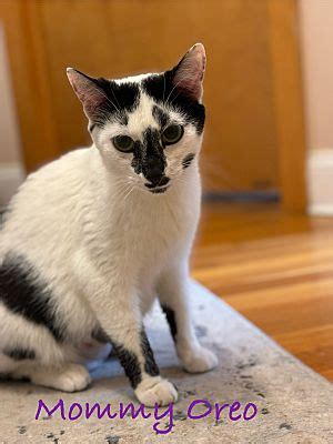 West Orange NJ Domestic Shorthair Meet Oreo A Pet For Adoption