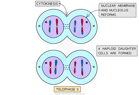 Ib Dp Biology Hl复习笔记10 1 4 Meiosis Ii 翰林国际教育