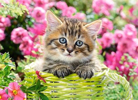 Puzzle Kitten in Flower Garden Castorland 111039 100 pièces Puzzles