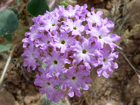 Desert Sand Verbena, Abronia Villosa