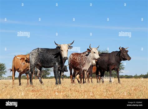 Free Range Nguni Cattle In Grassland On A Rural Farm South Africa