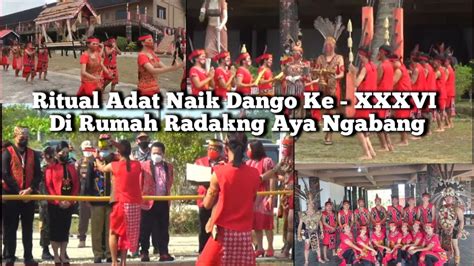 Upacara Adat Naik Dango Ke Xxxvi Di Rumah Radakng Aya Kec Ngabang Kab