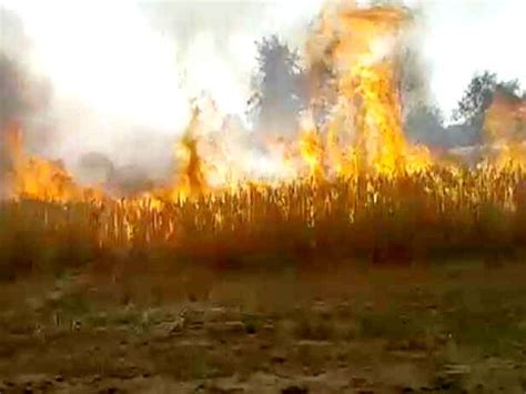 Standing Crop Of Seven Bighas Of Wheat Burnt To Ashes Loss Of Two And