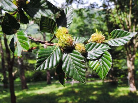 Beech Tree Nuts | 13 Species - Butter N Thyme